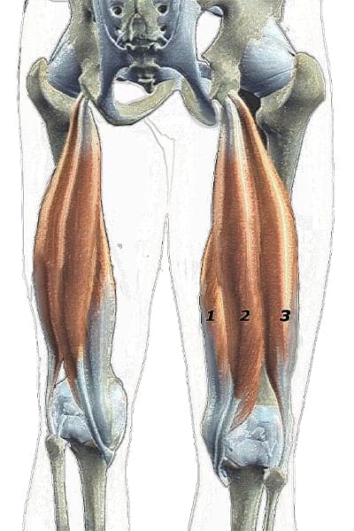 ischio jambier douleur ischio jambier muscle lesion ischio jambier docteur anthony wajsfisz chirurgien orthopediste specialiste du genou a paris