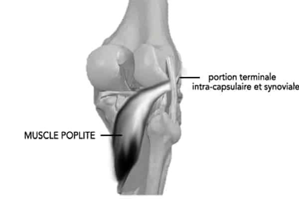 kyste poplite anatomie tendinite du poplite muscle poplite docteur anthony wajsfisz chirurgien orthopediste specialiste du genou a paris